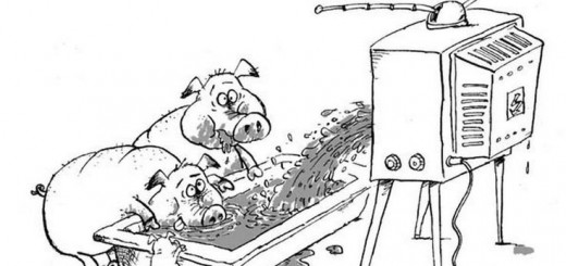 Kiaulės žiūri televizorių
