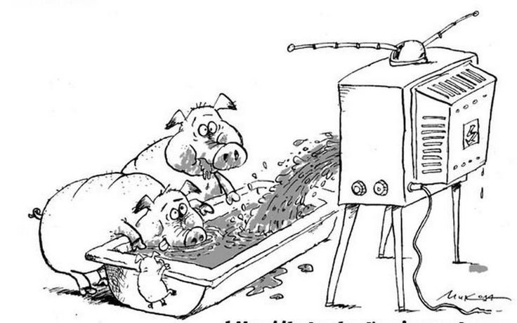 Kiaulės žiūri televizorių