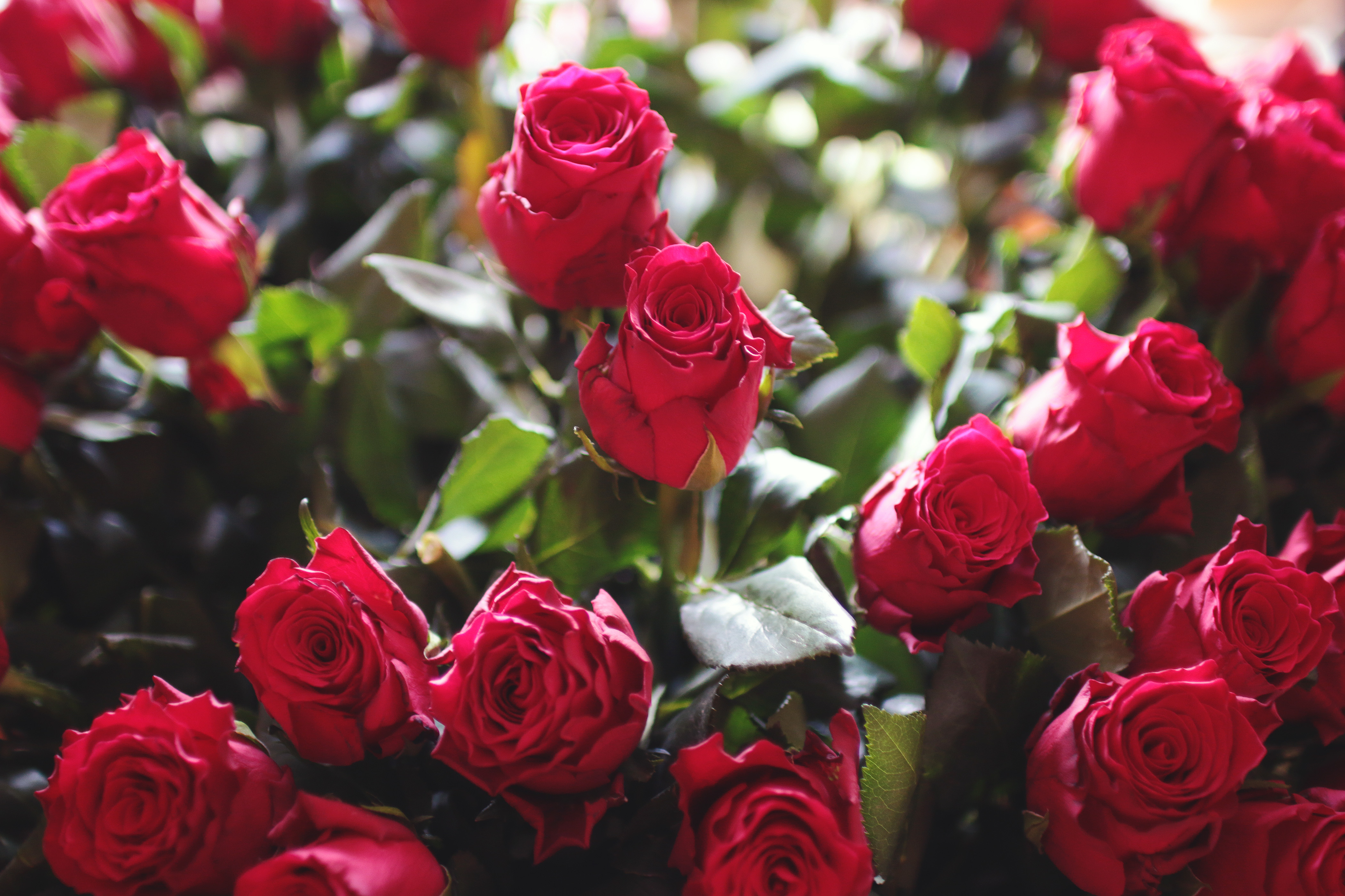 Beautiful rose flowers. Красные розы.