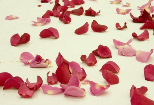Meilė, rožių žiedlapiai