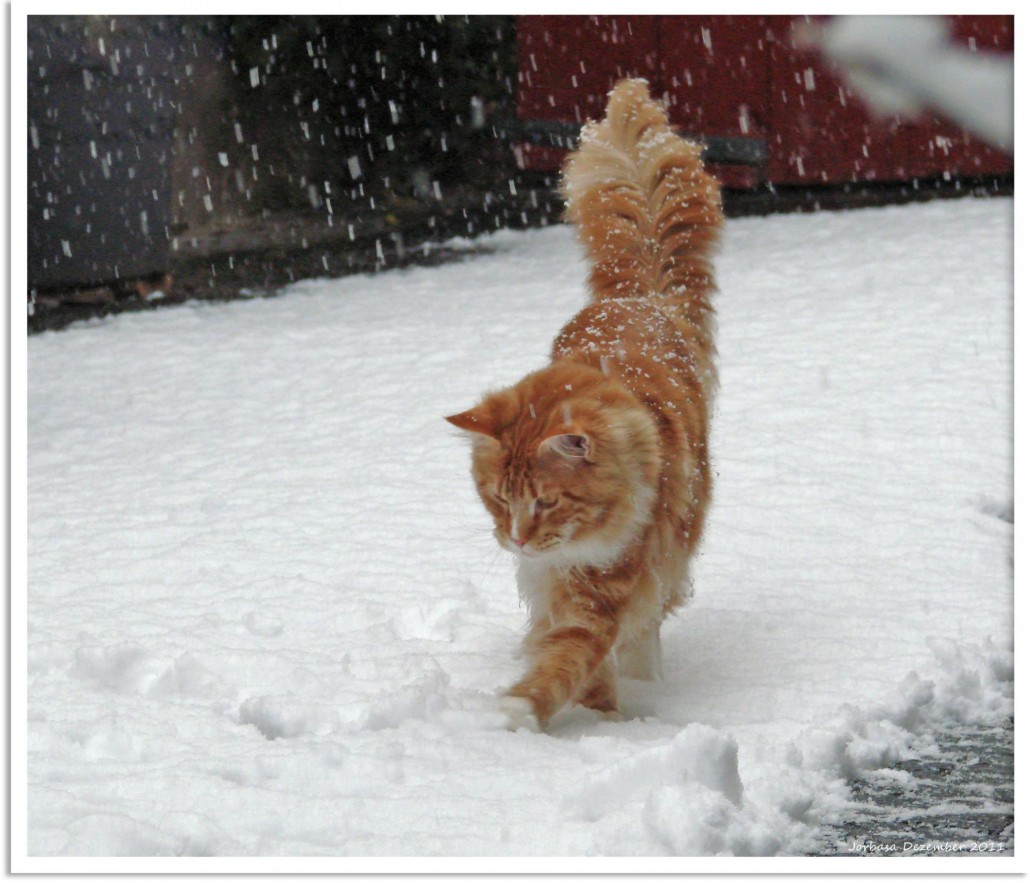 Katinas sniege